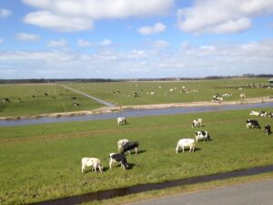 Vacas campo Holanda