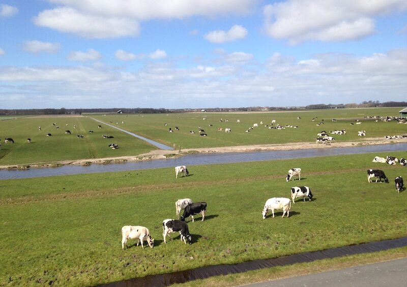 Vacas campo Holanda